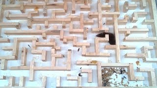 Bigger tighter mouse maze experiments [upl. by Mohr]