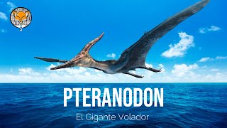 El Pteranodon quotEl Gigante Volador del Cretácicoquot [upl. by Heddi]