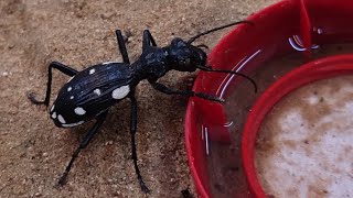 Egyptian predatory beetle from Dubai desert Anthia sexmaculata [upl. by Tap]