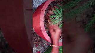 Nariyal ke chhilkon ka yah upyogshortsytshortsvideo gardening plants terracegarden [upl. by Ahsiekam626]