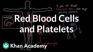 The life and times of RBCs and platelets [upl. by Nessi]