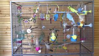 Parakeets fighting over food [upl. by Zoha]