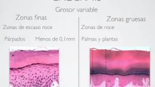 Anatomía de la Piel Epidermis [upl. by Hannie]