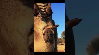 Kangaroo funny video [upl. by Nilad210]