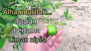 tuaian pertama limau nipis [upl. by Edge]