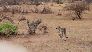 Namibia  Otjitotongwe Cheetah Farm 4 [upl. by Leo]