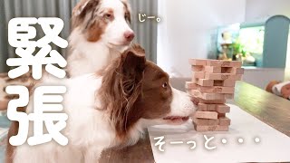 愛犬達とジェンガで勝負したら最高に面白すぎた笑【ボーダーコリー・オーストラリアンシェパード】 [upl. by Llorrad341]