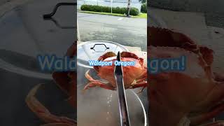 Fresh local Crab Waldport Oregon🦀dungenesscrab crabcooking crabboil [upl. by Stiles601]