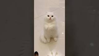 White cat greets guests cat catlover meows [upl. by Langdon511]