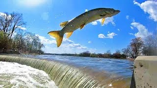 MUSKY JUMPING WINGRA DAM  Madison Wisconsin [upl. by Ammej]