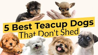 5 Best Teacup Dogs That Dont Shed 🐶🦴🐶 [upl. by Moselle]