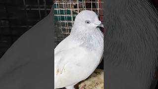 rap newsong song music hiphop pigeon pigeonkabutar bird kabootar kabutarb [upl. by Frederic]