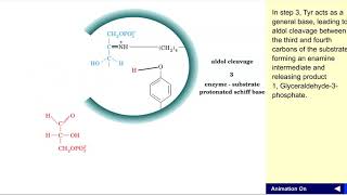 Aldolase mechanism [upl. by Ynottirb]