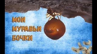 МОИ МУРАВЬИ БОЧКИ▶️НЕОБЫЧНЫЕ ЛИЧИНКИProformica mongolica🐜 [upl. by Eerok]