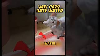 why cats hate to bathe water shorts facts trends [upl. by Davide577]