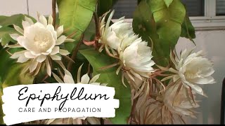 Epiphyllum Care And Propagation [upl. by Anol]