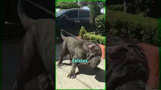 The Neapolitan Mastiff Is Very Sensitive to every Temperatures [upl. by Plumbo]