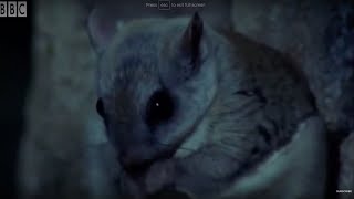 David Attenborough Talks About The Flying Squirrel  BBC Earth [upl. by Tybald]