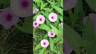 Ipomoea aquatica widely known as water spinach nature foryou flowers [upl. by Oderfla]