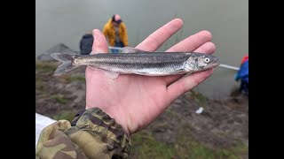 Dip netting For 30 Pounds Of Eulachon On The Cowlitz [upl. by Maurizio961]