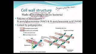 Bacterial cell structurecell wallglycocalyxendosporesflagellaplasma membrane microbiolog [upl. by Marcia]