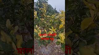 মালটা মৌসুমি গাছের যত্ন কিভাবে করবেন how to care for malta mousumbi plants [upl. by Annovad169]