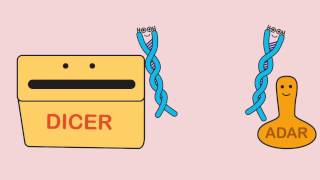 Bass Lab Investigates Self dsRNA as a Mediator of Disease [upl. by Kilian]