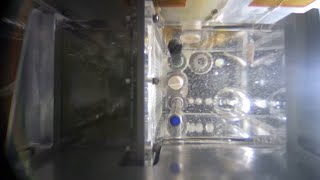 See zebrafish swim in space on Chinas Tiangong space station [upl. by Bain]