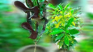 Croton Plant Repotting Care Tips amp Cuttings Kaise Grow Karen [upl. by Nuj]