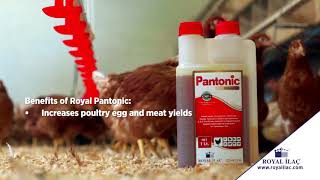 Liquid vitamin supplement containing a high level of pantothenic acid for poultry  Royal Ilac [upl. by Cherin]