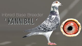 This Racing Pigeon Belongs To Very Famous Pigeons Bloodline Now For Sale In Herbots Pigeons Auction [upl. by Alarick55]