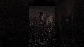 eight point whitetail deer southwestern Pennsylvania [upl. by Rednaskela]