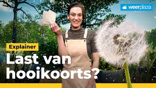 Hooikoorts wanneer heb je er last van 🌳  VRexplainer [upl. by Gnap]