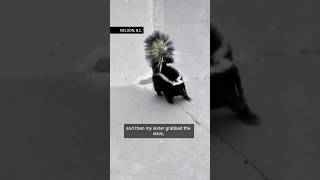 9yearold helps rescue skunk stuck in Nelson skate bowl [upl. by Davide]