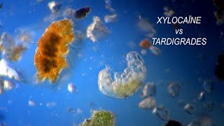 TARDIGRADA vs XYLOCAINE [upl. by Enelia]