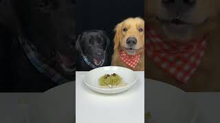 My Golden Brother Tried To Steal My Food But Failed Labrador and Golden Cute Pet Debut Plan [upl. by Calore]