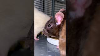 Pet Rats 🐭 Dinner Time 🐭 petrats domesticrats [upl. by Cloris472]