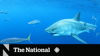 Shark watchers off Nova Scotia are going to need a bigger boat [upl. by Doretta]