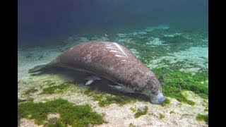 Lamantins Crystal River Floride [upl. by Harp]