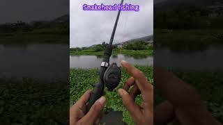 Piscifun reel performances SnakeHeadFishing2023 [upl. by Metcalf]