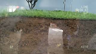 artificial soil profile 😍😍 short shorts viral trending agriculture [upl. by Wennerholn]