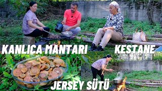 KANLICA MANTARI YERLİ KESTANE ORJİNAL JERSEY SÜTÜ [upl. by Marita]