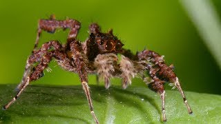 Spider With Three Super Powers  The Hunt  BBC Earth [upl. by Aierb]