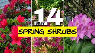 12 Awesome Spring Flowering Shrubs for Spectacular Garden Color [upl. by Ainwat]