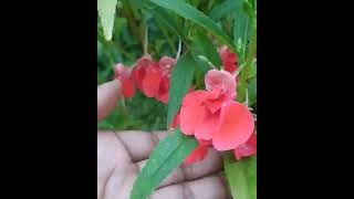 Red dopati 💕 ফুল এর সৌন্দর্য এর কাছে অভিযোগ নেই 💐status youtubeshorts flowers viralshorts [upl. by Hairahcez]