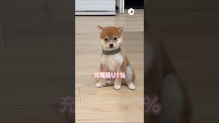 子犬の電池が切れる瞬間｜PECO 子柴 柴犬 子犬 子犬のいる暮らし shiba shibainu shibainulove puppy puppylife puppylove [upl. by Nichols346]