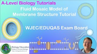 Cell Membrane structure Fluid mosaic model AS Biology WJEC and EDUQAS [upl. by Kelly366]