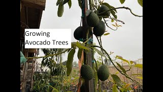 Growing Avocado Trees [upl. by Ateloiv]