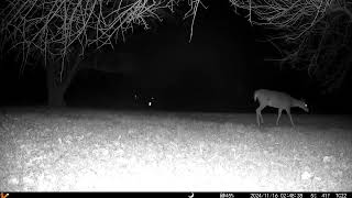 One pretty deer comes in for dinner Another follows right behind trailcamera2 20241118 [upl. by Hauck448]