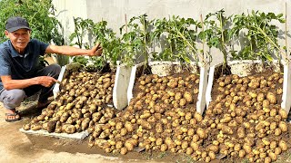 Never Have To Buy Potatoes Again Heres How I Grow Potatoes Without Doing Anything [upl. by Natye]